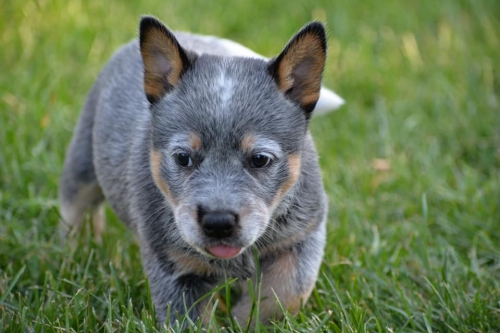 HAROLD II - male - 7 weeks old